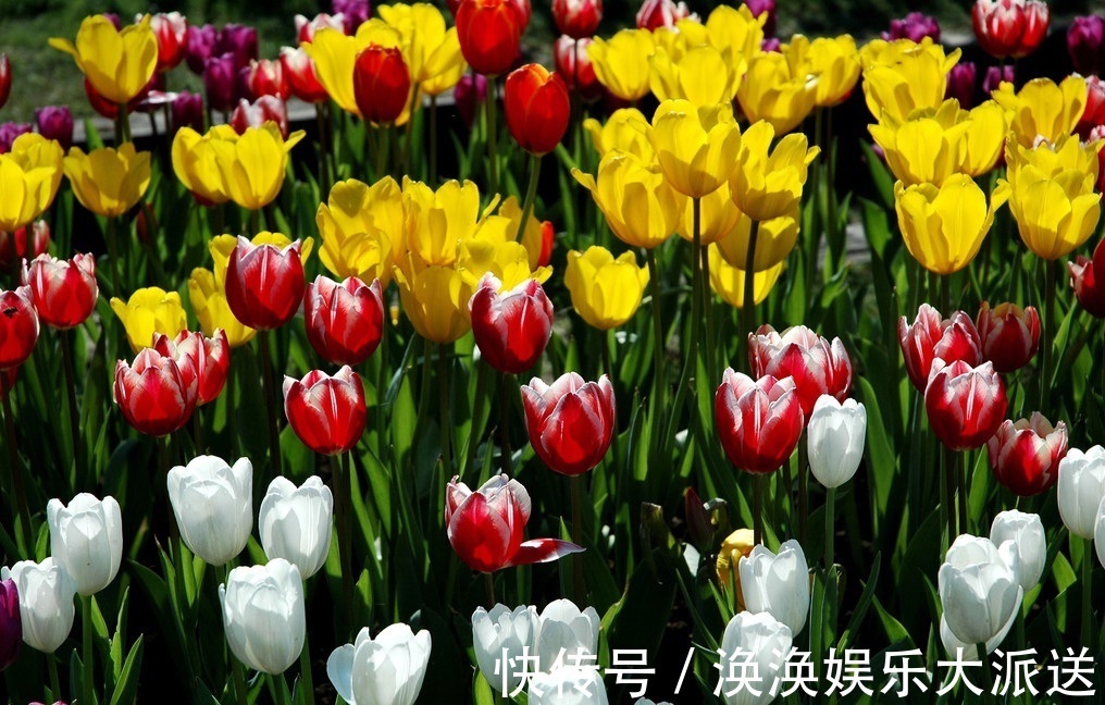 此花是一种爱情的花,有着很多的花色,也是永恒的爱情