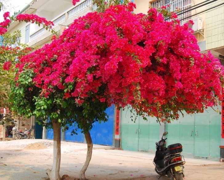 “小黄豆”作用大,三角梅盆栽加点它,呼呼直窜,一年长成大花树