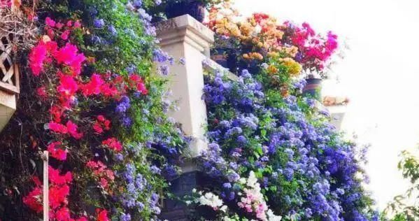 太阳花|适合6月扦插的“3种花”，生根快，长得快，30天开出满盆花