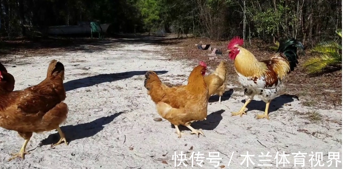 稀蛋白|明明无需公鸡存在,母鸡就能自行生蛋,公鸡有什么存在的必要么?