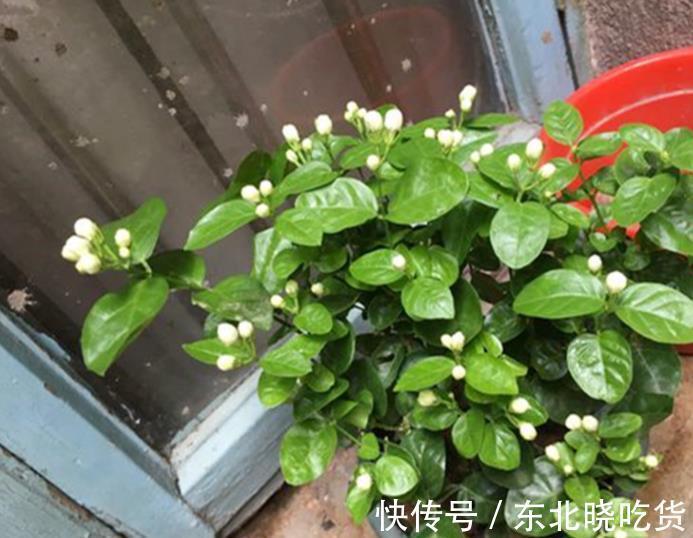 立冬前养茉莉花,3件事不能偷懒,做好了安全过冬,来年花开满枝