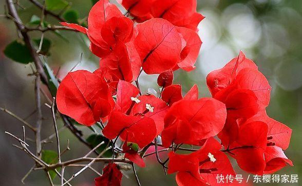 养花试试此几款,花开三季一点压力都没有,轻轻松松养成花球