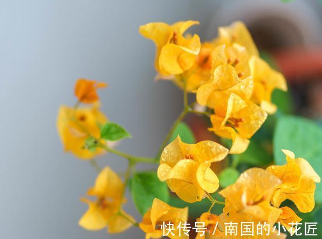 能把三角梅养爆的人，都很大方，从不“吝啬”这3样东西