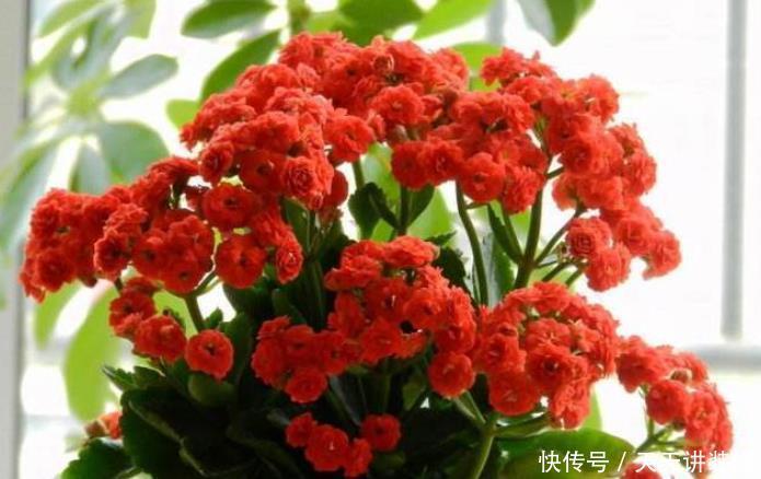 9种花开花植物,促花不能使用磷酸二氢钾,因为容易黄叶和僵苗