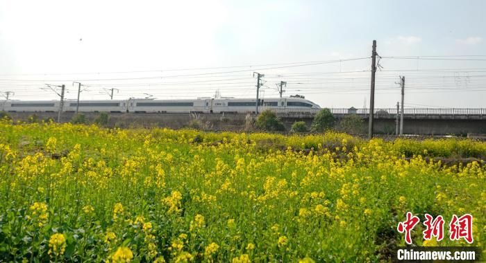 眉山|四川眉山乐山岷江两岸油菜花开引人醉