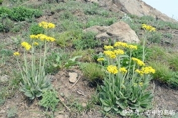 农村一种野草，人称“狗舌头草”，殊不知消炎利尿有特效，请珍惜