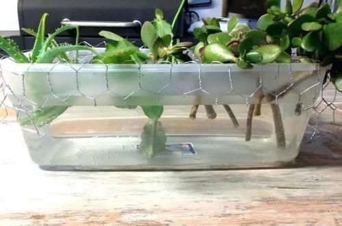  繁殖|买个保鲜盒扦插繁殖盆栽植物，成功率可以提高几倍