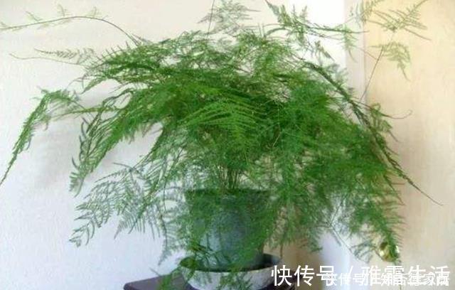 天冷文竹容易黄叶，准是5个原因导致的，冬季养它要合理避免！