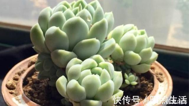 多肉|如果你家里还有空盆,不妨养几盆月影系多肉,皮实,好养,上色快