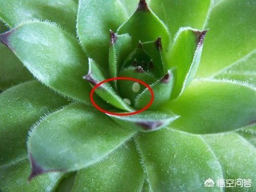 养多肉，遇上“蚧壳虫”来袭，如何解决？