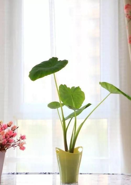 时间就能|一个芋头芽,埋在花盆里,10天长成大盆景,比龟背竹还漂亮