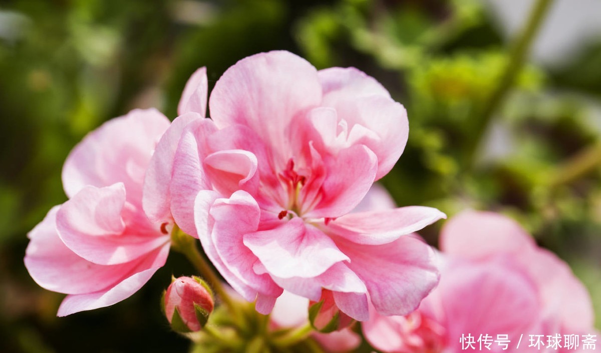 角堇角堇|3种花爆盆很简单，一年四季开花不断，好养易活味道香，漂亮极了