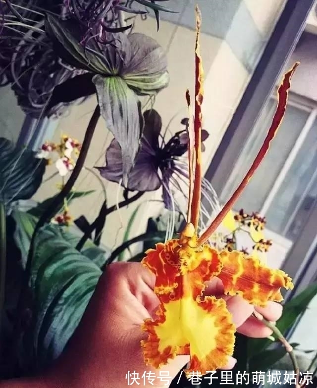 王昱珩|被《人民日报》表扬，1000万姑娘都想嫁，他将家变成热带雨林