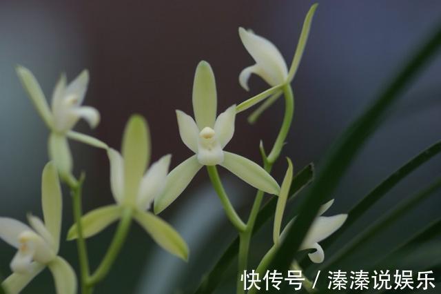 最值得养的兰花,养护容易,四季常开花,清香飘满屋