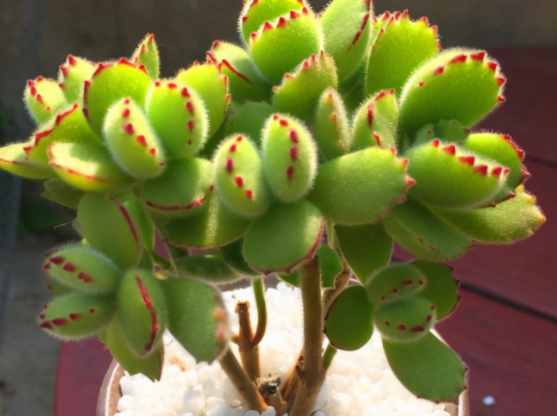 爪子|多肉植物红爪子,盆栽牢记3点,长得毛绒绒,肥美厚实