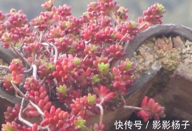 肉友把不要的多肉扔到屋顶,最后被惊艳到了,颗颗饱满圆润