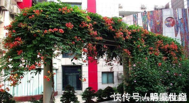 花卉|养10盆花不如种棵“树”一年花开170天,黑,吉,辽,冻不死