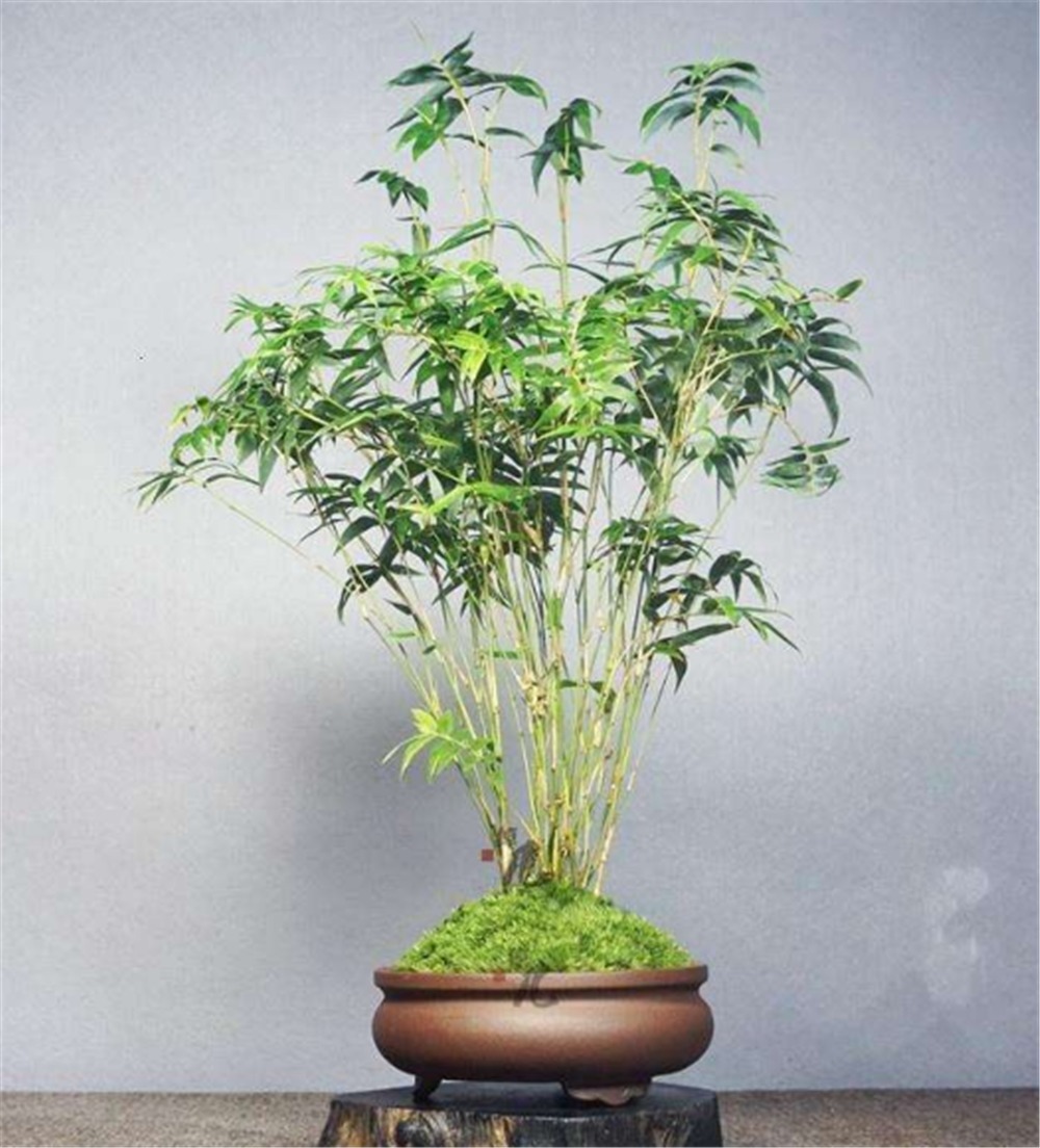 清明时节挖“野竹”,带回家“6步”做盆景,能“医俗”,可聚灵