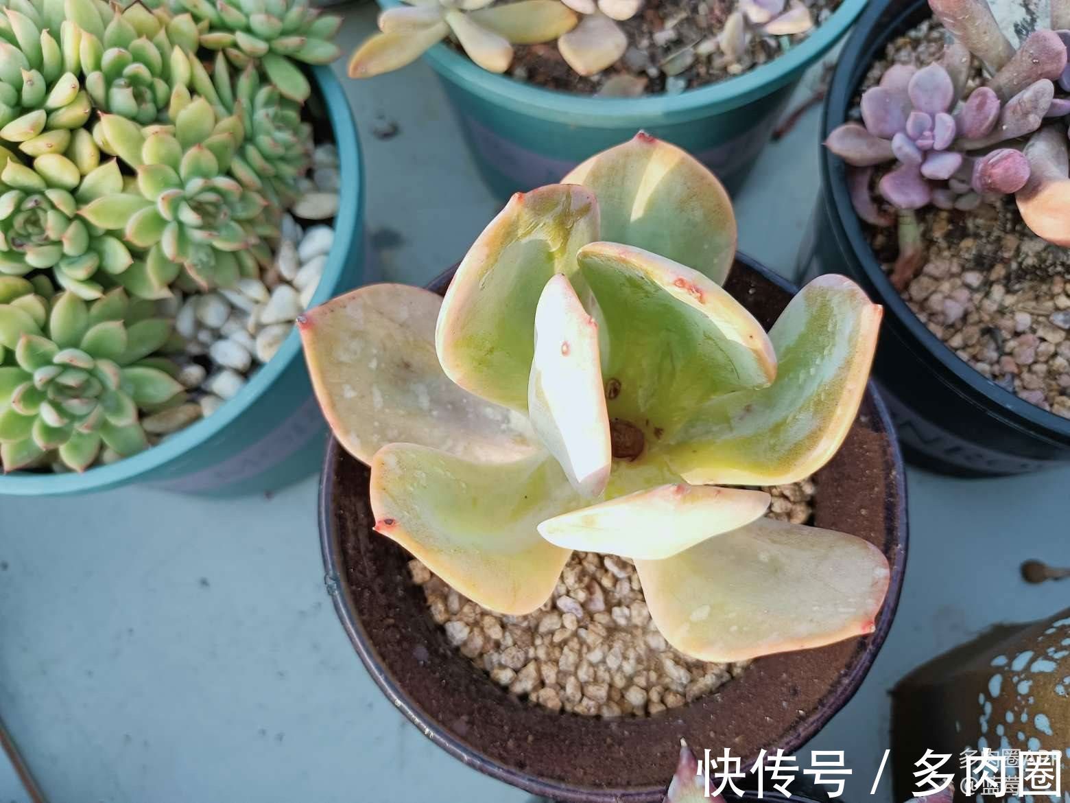 白凤怎么才能爆崽多?想你的多肉爆崽吗?来看看吧!