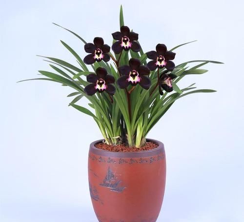  兰花|矮种墨兰“黑雪姬”，黑杆黑花，香味浓郁，自带仙气，新手也能养