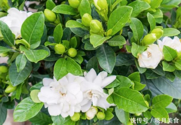 栀子花的花蕾开不了?做好一点,叶子水灵灵,花苞完美绽放
