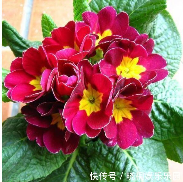 花瓣|超美的几种花卉，对待新手很友好，不用费心，就能长的特别好