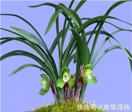 迷人|秋季做对几点,养出香气迷人的春兰