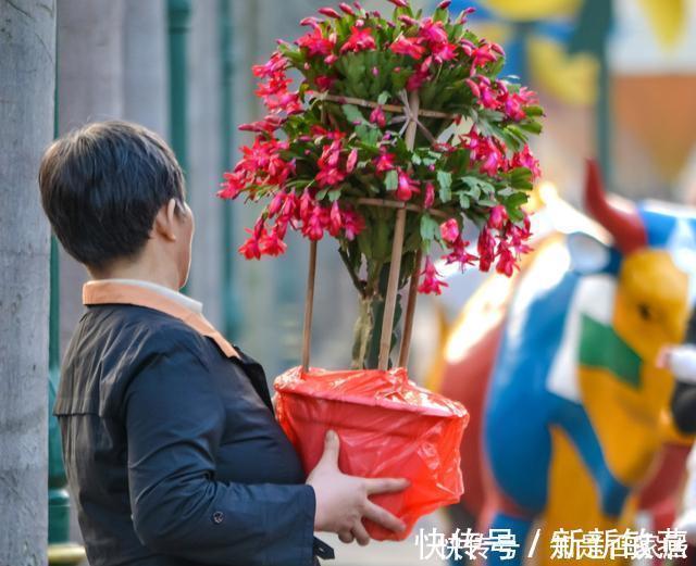 腊月不可错过的5种富贵花,随便养一盆,富贵上门来