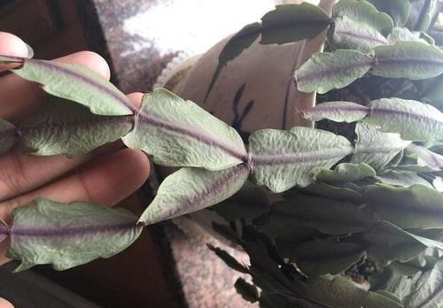 蟹爪兰长出新叶是红的，为什么？