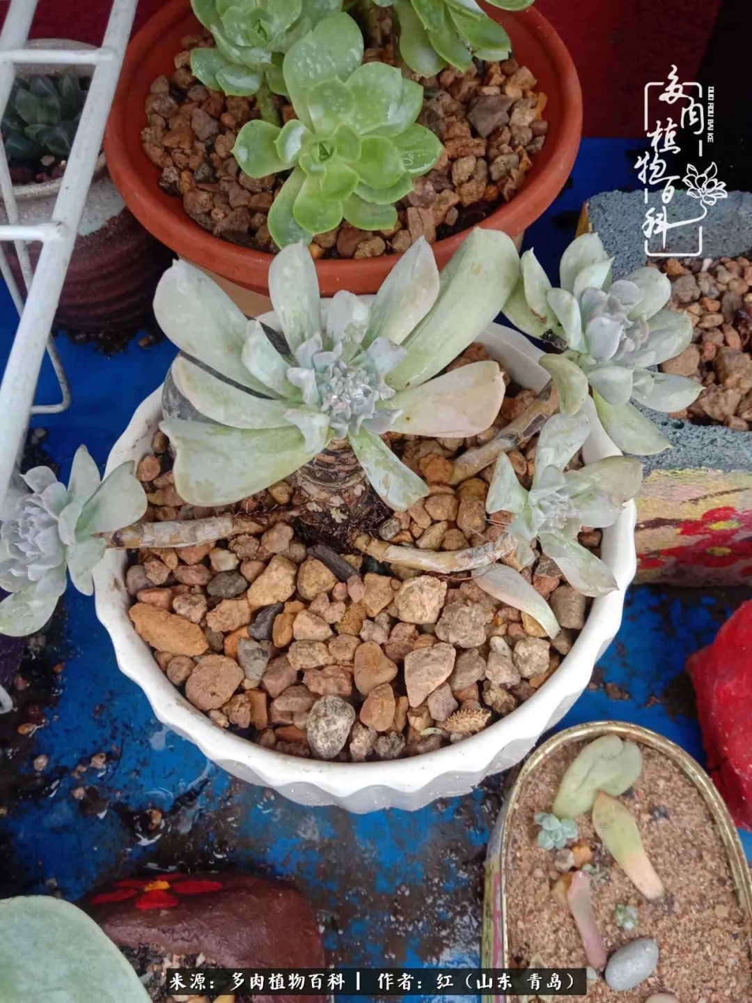 多肉度个夏，回到解放前！曾经有多美，现在就有多丑！