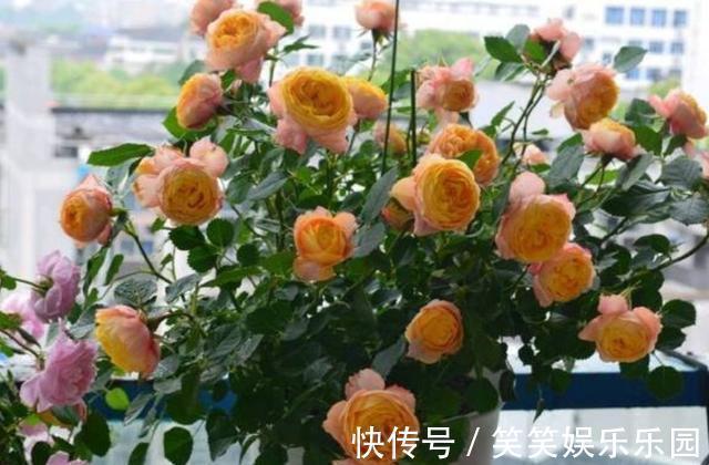 茉莉|家里没有阳光，不要去养3种花，养了也不开花