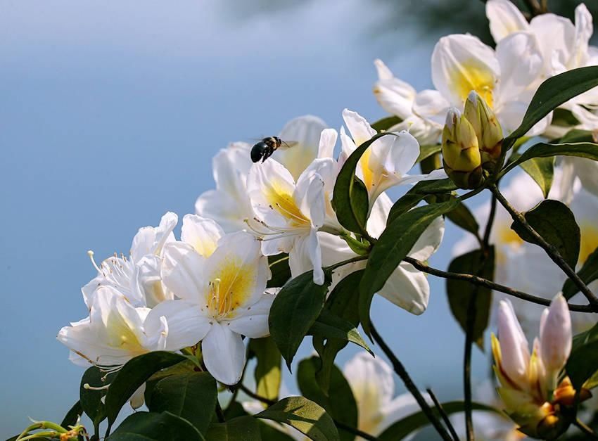 杜鹃|广西横县：杜鹃花开好风光