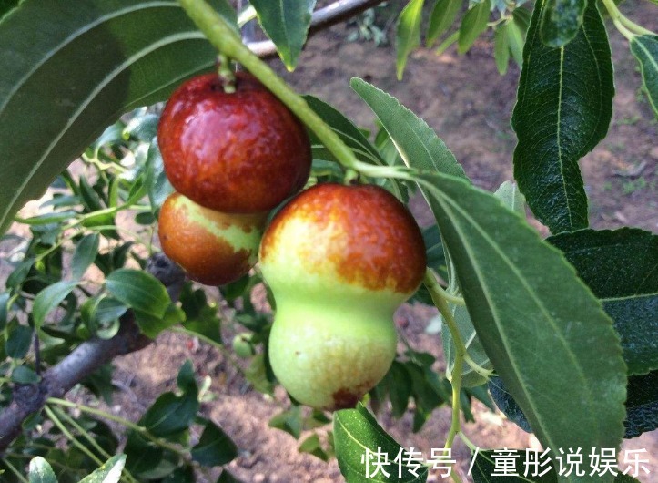 中老年人|立秋后，不妨多食这种补血果！每天食几颗，补血养血，气色更红润