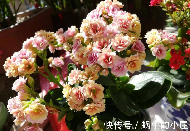 10月养6种漂亮花,小花盆挤一挤,浇水懒一些,越长越旺盛