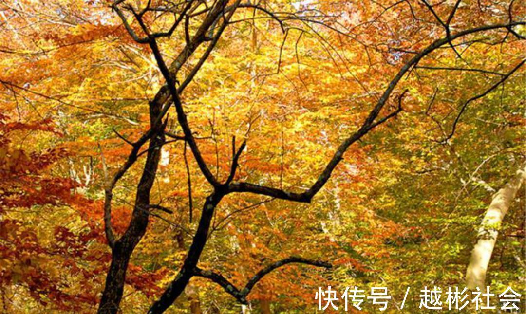 徐玑$宋朝诗人徐玑这首《秋行》,通篇表现手法高超,也是难得的佳作!