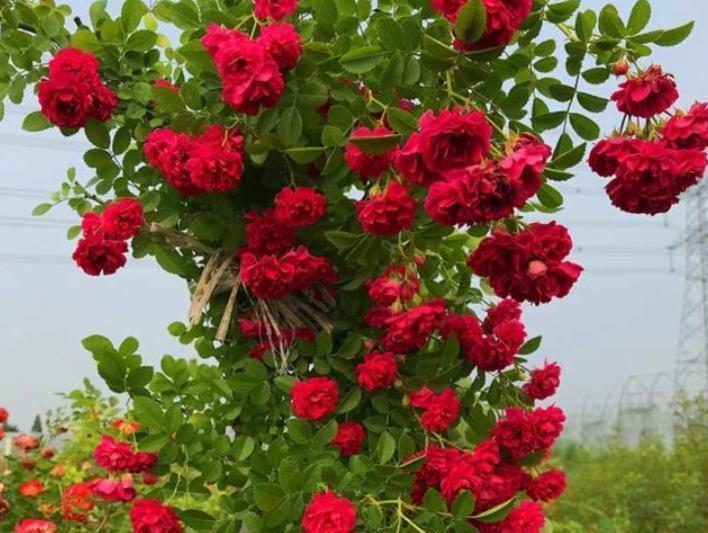 栽种|院子里栽花,选品种是关键,十大藤本月季,美成花海超治愈