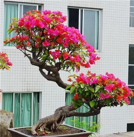 种花|这“三种花”遇水就疯长，越养越“贵气”，古代大户人家最爱养