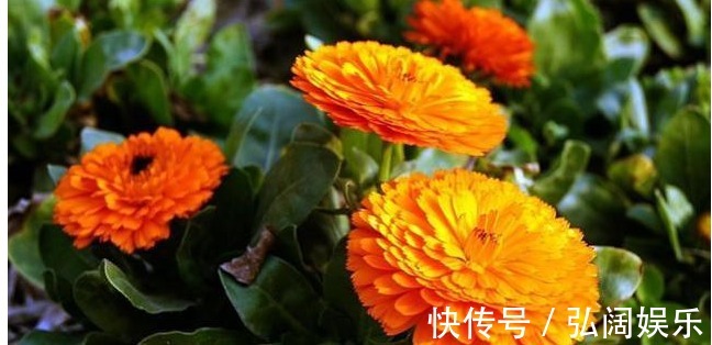 以下5种不需要浇水也能生长的花卉，养花再也不是难题