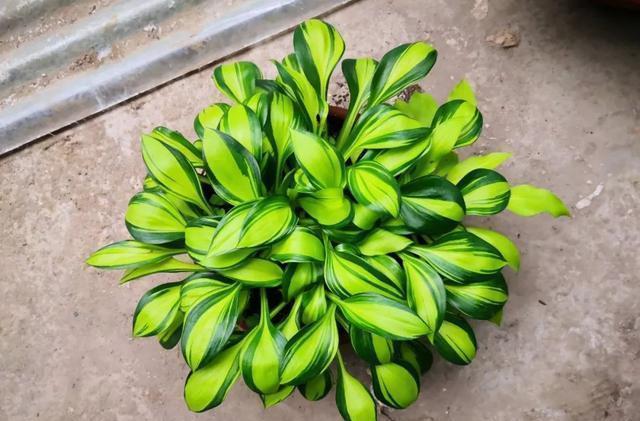 史上最耐阴的花,越阴凉越长得旺,绿萝虎皮兰靠边站