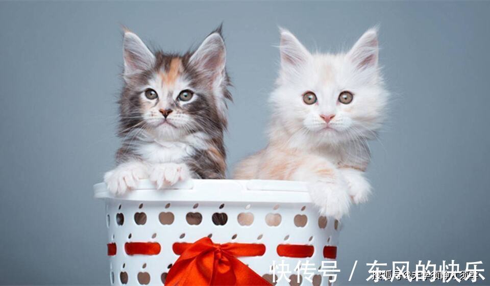 |幽默笑话:闺女对我说道:妈妈,你跟爸爸闹离婚不是为了这个家伙吧!