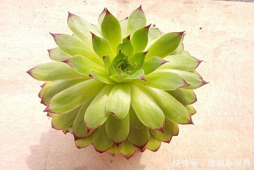 光照|多肉叶片“发软”怎么办浸盆晒太阳，轻松就解决！