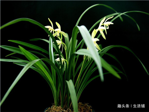 养好兰花，学会1招，苗壮花蕾多，养一盆爆一盆