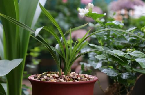 春天常去“轧马路”的人，多捡些它们养花吧，省钱实用