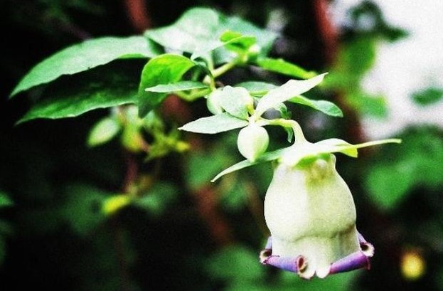 气血不足|一味中药材调理气血不足,而且能从病根的脾胃调理,还补肺气