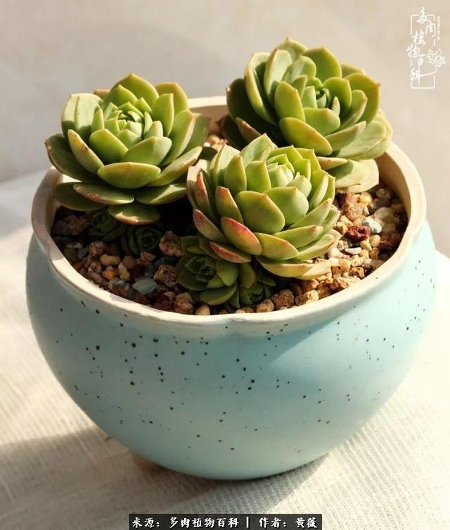 养了三年多肉，终于明白佛系养肉才是王道！