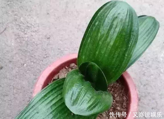 家里这几种花,哪怕干得“打蔫”,也不要往叶子喷水,否则只剩下花盆