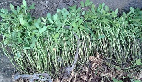 特效药|3种纯天然的高血压“特效药”,降血压百试百灵,安全无副作用