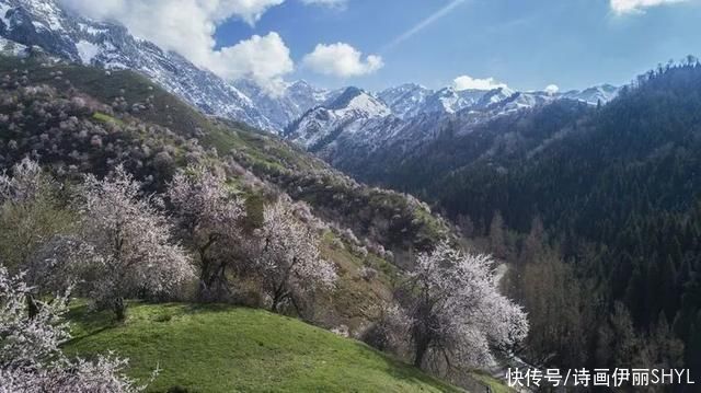 伊犁阿吾赞沟的野杏花