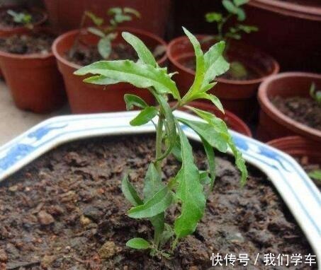 枸杞盆栽这样养,长得枝叶繁茂,结出1树红果子,还能长成盆景!