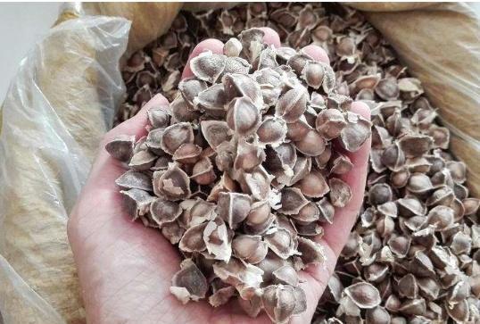 枸杞|枸杞与此物是“好朋友”,连喝15天,肾气满满,给肝脏“洗洗澡”